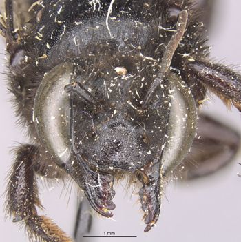 Media type: image;   Entomology 16205 Aspect: head frontal view
